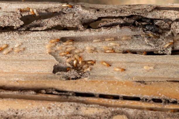 Best Best Pest Control Near Me  in Scotchtown, NY