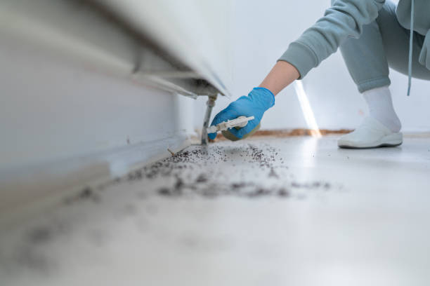 Best Termite Control Services  in Scotchtown, NY